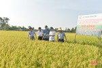 Nông dân Hà Tĩnh mở rộng diện tích trồng lúa thân thiện môi trường