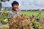 Niềm vui nhân đôi trong mùa thu hoạch lạc ở Lộc Hà
