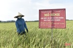 Triển vọng mô hình sản xuất lúa hữu cơ trên ruộng khai thác rươi tự nhiên ở TX Hồng Lĩnh