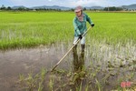 Nông dân Hà Tĩnh vào đợt tỉa dặm, chăm sóc lúa hè thu