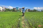 “Mưa vàng hạ nhiệt”, nông dân Hà Tĩnh thuận lợi chăm sóc lúa hè thu