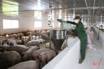 Giá lợn hơi ở Hà Tĩnh tăng trở lại