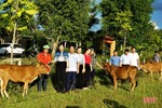 Hộ nghèo, cận nghèo ở Hương Khê nhận bò giống để phát triển sinh kế