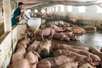 Nhiều trang trại ở Hà Tĩnh thiếu chứng nhận “đủ điều kiện chăn nuôi"