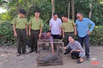 Kỳ đà quý hiếm nặng hơn 15 kg bò vào nhà dân ở Nghi Xuân