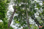 Hơn 25.700 ha rừng Hà Tĩnh có “vé thông hành” vào thị trường gỗ quốc tế