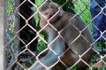 Bàn giao cá thể khỉ quý hiếm cho Vườn Quốc gia Vũ Quang