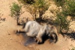 Phát hiện 1 con voi chết ở khu vực rừng Hương Sơn