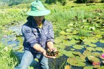 Thử nuôi ốc bươu đen, anh nông dân Can Lộc thu kết quả không ngờ