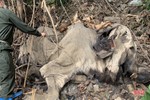 Xác định nguyên nhân voi chết ở Hương Sơn