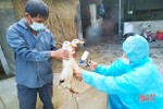 Chủ động ngăn cúm gia cầm xâm nhập và lây nhiễm sang người ở Hà Tĩnh