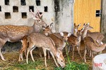 Bình tuyển 100 cá thể hươu đực chất lượng cao để nhân giống tại Hà Tĩnh 