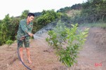 “Xắn tay” trồng lại hơn 555 ha cam già cỗi ở Vũ Quang