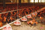 Khám phá trại nuôi gà quy mô hơn 3 tỷ đồng ở huyện miền núi Hà Tĩnh
