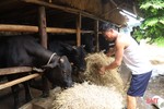 Giá bò hơi “rớt” mạnh, người chăn nuôi Hà Tĩnh thua lỗ