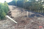 Xử phạt 2 trường hợp chặt phá rừng ở Vũ Quang