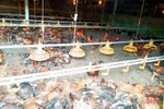 Hệ thống quạt gió gặp sự cố, một trang trại ở Hương Khê thiệt hại gần 8.000 con gà