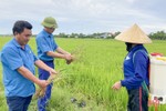 Nông dân Hà Tĩnh “đau đầu” xử lý bệnh khô vằn hại lúa