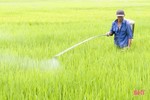 Sâu bệnh tiếp tục gây hại lúa hè thu ở Đức Thọ
