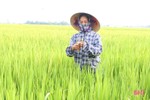 Gần 30.000 ha lúa hè thu ở Hà Tĩnh đã trổ bông