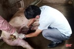 Xuất hiện dịch tả lợn châu Phi, Hà Tĩnh chủ động phòng chống