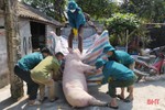 Hà Tĩnh lên kế hoạch tiêm phòng dịch tả lợn châu Phi