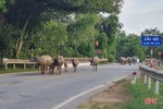 Trâu bò dàn hàng ngang trên quốc lộ 15 đoạn qua Hà Tĩnh