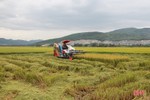 Chủ tịch UBND tỉnh ra công điện về thu hoạch gọn lúa hè thu nhằm né tránh thiên tai