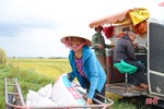 Nông dân Hà Tĩnh phấn khởi xuống đồng thu hoạch lúa hè thu