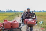 Hà Tĩnh triển khai đảm bảo an ninh lương thực quốc gia, thúc đẩy sản xuất, xuất khẩu gạo bền vững