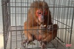 Bàn giao cá thể khỉ mặt đỏ quý hiếm cho Vườn Quốc gia Vũ Quang