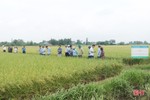 Mô hình sản xuất lúa theo hướng hữu cơ ở Cẩm Xuyên cho lợi nhuận cao