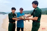 Thả rùa biển quý hiếm nặng 11 kg về môi trường tự nhiên
