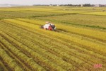 Tỷ lệ thu hoạch lúa hè thu ở Hà Tĩnh đạt hơn 45% diện tích