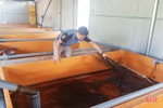 Thu hàng trăm triệu đồng mỗi năm từ nuôi lươn không bùn