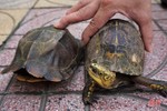 Bàn giao 2 cá thể rùa cho Vườn Quốc gia Cúc Phương