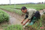 Nông dân Hà Tĩnh tốc lực “cứu” rau màu sau mưa lớn