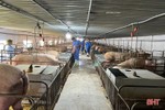 Giá lợn hơi thấp, các cơ sở chăn nuôi thận trọng tái đàn