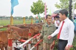 Agribank Hà Tĩnh II trao 43 con bò giống cho các hộ khó khăn