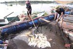 Giải pháp hạn chế thiệt hại khi nuôi cá lồng bè trên sông Nghèn