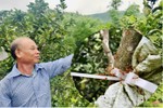Độc lạ Vũ Quang: Nuôi kiến vàng bảo vệ cây ăn quả!