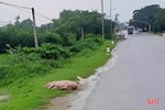 Vứt lợn chết bên quốc lộ 1 đoạn qua thị xã Kỳ Anh