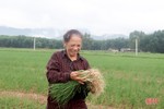 Hành tăm đầu mùa được giá, nông dân Can Lộc phấn khởi