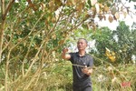 Hương Khê gấp rút hồi phục, giải độc cho cây đặc sản sau mưa lũ