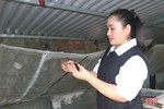 Độc lạ nuôi loài cà cuống ở Hà Tĩnh, giá cả trăm nghìn một cặp