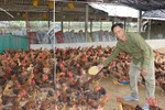 Làm giàu từ mô hình nuôi gà thả vườn lớn nhất Cẩm Xuyên