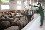 Giá lợn hơi giảm sâu, người chăn nuôi ở Hà Tĩnh đối mặt thua lỗ