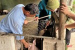 Tức tốc tiêm phòng bổ sung, tăng đề kháng cho đàn vật nuôi ở Hà Tĩnh