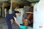 Lộc Hà “tiếp sức” phát triển đàn vật nuôi