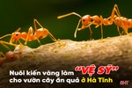 Nuôi kiến vàng làm “vệ sỹ” vườn cây ăn quả ở Hà Tĩnh